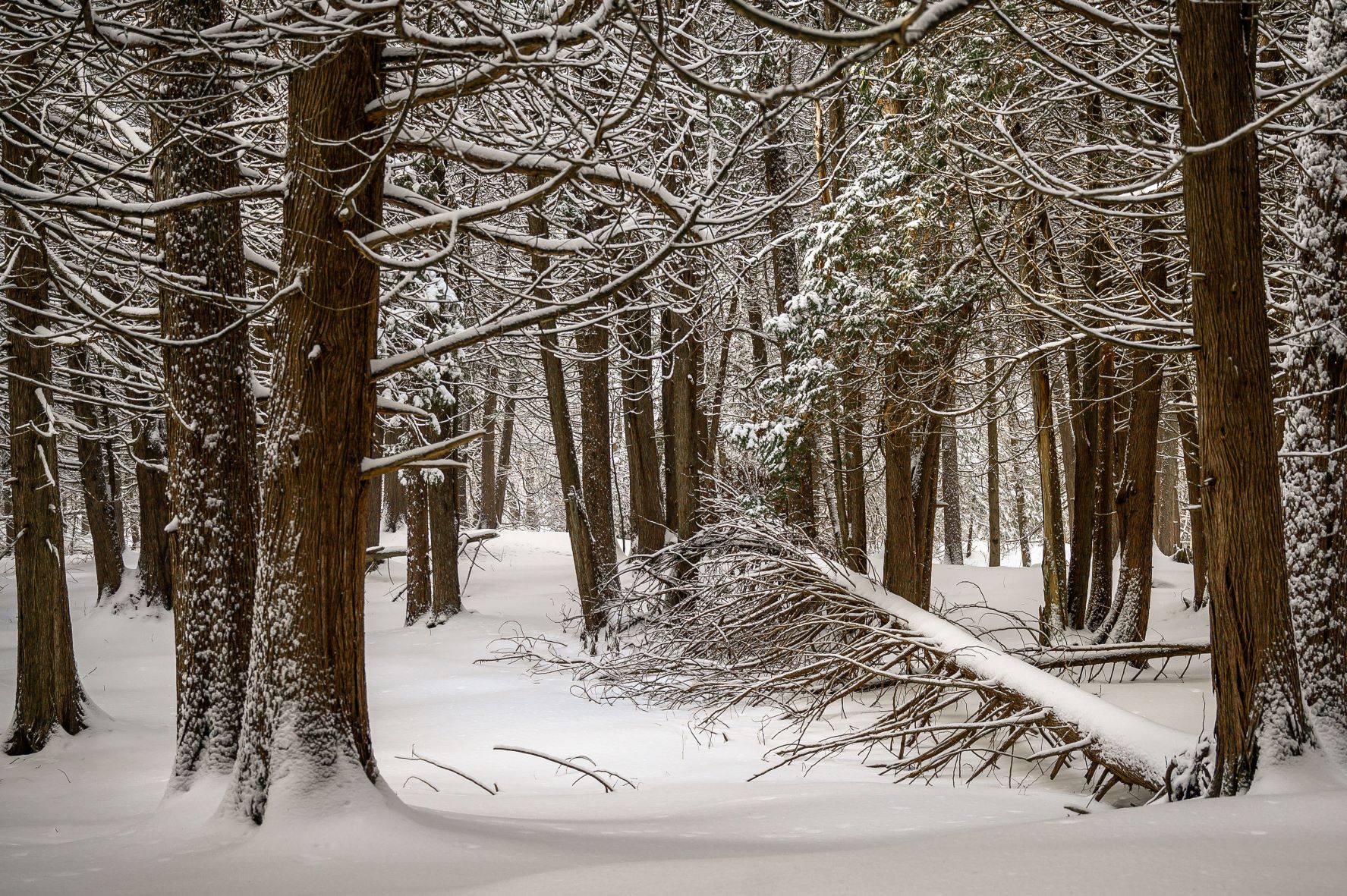 "Winter Calm"